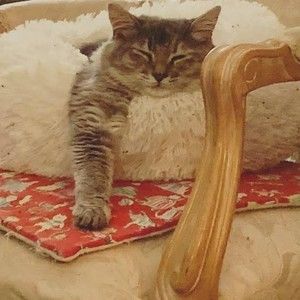 Meet your Posher, Shelley